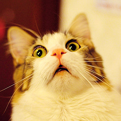 OMGcat.jpg
