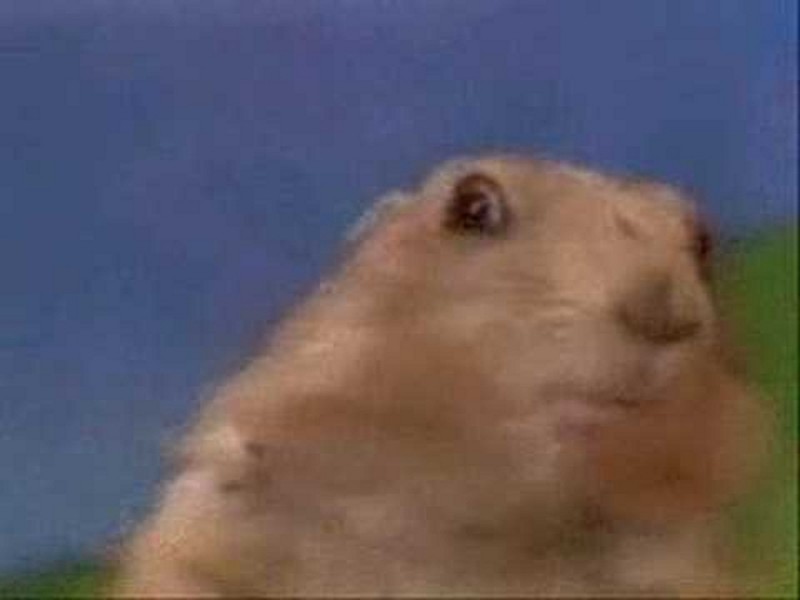 marmotte_regard_qui tue.jpg
